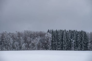 Güzel kış manzarası. Karlı orman. Çıplak ağaçlar. Gri gökyüzü.
