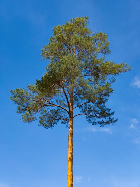 외로운 소나무 — 스톡 사진