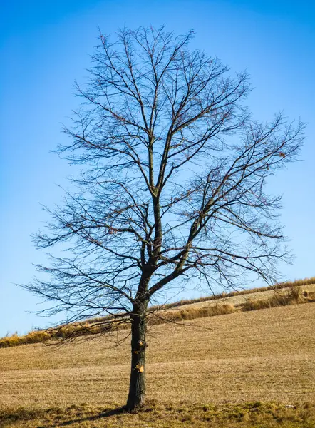 日当たりの良い秋や春の日に野原でだけ裸の木 背景にある青空 — ストック写真