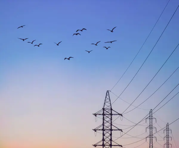 Wysokonapięciowa Linia Elektroenergetyczna Wieże Przed Niebem Ptaki Latające — Zdjęcie stockowe
