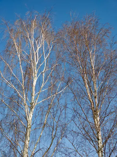 하늘을 자작나무 벌거벗은 — 스톡 사진