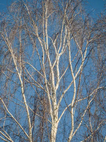 하늘을 자작나무 벌거벗은 — 스톡 사진