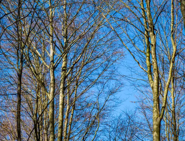 Vista Inferior Céu Azul Árvores Floresta Outono Primavera Bela Natureza — Fotografia de Stock