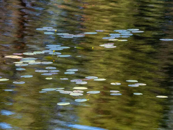 自然の背景 川のウォーターユリとリリーパッド — ストック写真