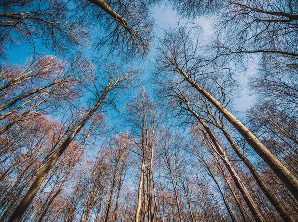 蓝天和树木的最底层景观 秋天或春天的森林 美丽的自然 — 图库照片