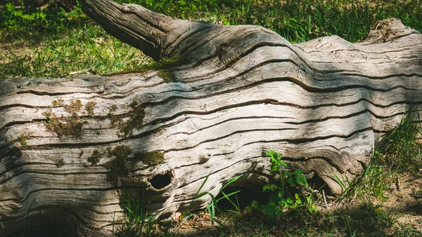Grande Tronco Uma Árvore Velha Com Musgo Está Chão — Fotografia de Stock