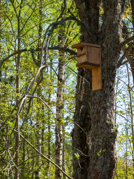 Casa Pássaros Madeira Pregada Uma Árvore Floresta Bela Natureza — Fotografia de Stock