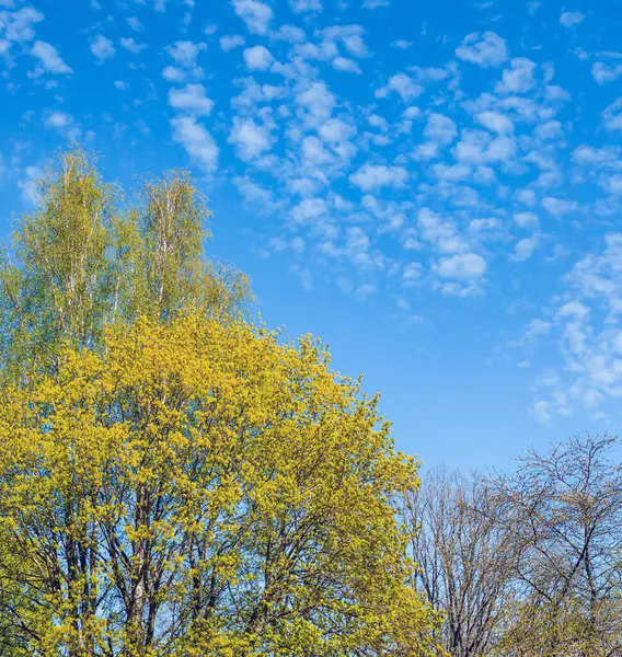 Naturaleza Primavera Verano Árboles Verdes Cielo Azul Sobre Fondo —  Fotos de Stock