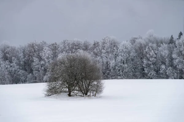 Beau Paysage Hivernal Forêt Enneigée Des Arbres Nus Ciel Gris — Photo