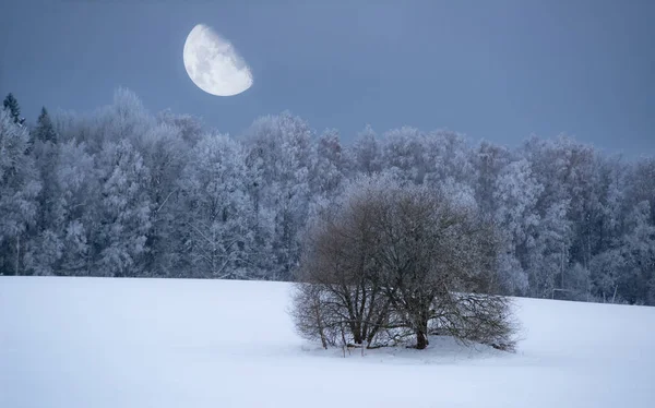 Prachtig Winterlandschap Sneeuwwoud Bare Boom Maan Aan Blauwe Hemel — Stockfoto