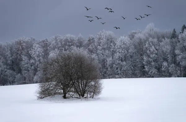 Güzel Kış Manzarası Karlı Orman Çıplak Ağaç Gri Gökyüzündeki Kuşlar — Stok fotoğraf