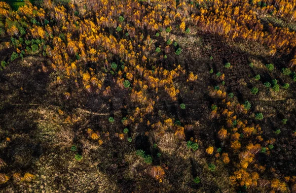 秋の色の森への空中ドローンビュー 黄色と緑の木 — ストック写真