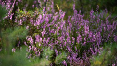 Close-up of blooming pink heather in forest. Beautiful nature. clipart