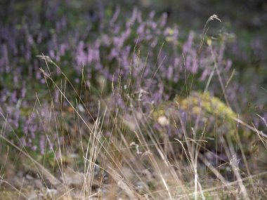 Ormanda çiçek açan pembe fundanın yakın çekimi. Güzel doğa..