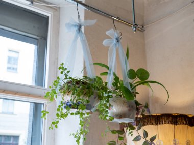 Kurdeleler üzerinde yeşil bitkiler asılı iki tencere. Vintage gölge.