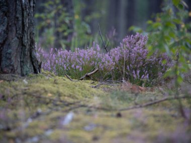 Ormanda çiçek açan pembe fundanın yakın çekimi. Güzel doğa..