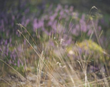 Ormanda çiçek açan pembe fundanın yakın çekimi. Güzel doğa..