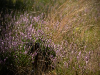 Ormanda çiçek açan pembe kenevir. Kuru ot. Güzel doğa.