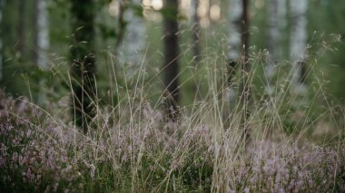 Manzara manzarası. Ormanda açan pembe funda.
