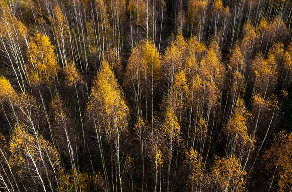 秋の色の森への空中ドローンビュー 黄色い白樺の木 — ストック写真