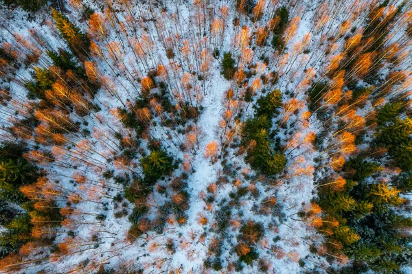 森林のトップビュー 日差しの中で松や裸のティー 冬景色 — ストック写真