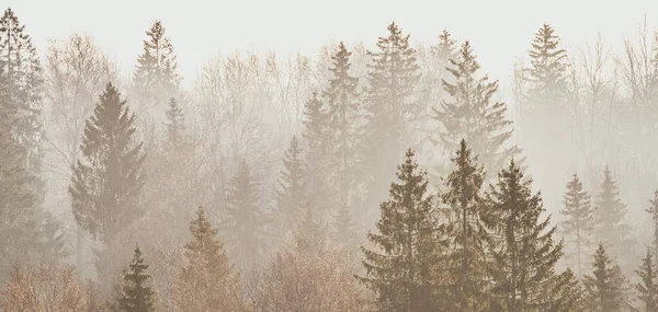 悲観的な霧の森 美しい秋の自然 神秘的な風景 — ストック写真