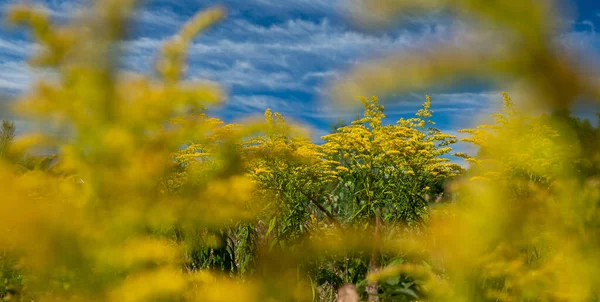 Flores Amarelas Goldenrod Céu Azul Verão Natureza Fundo — Fotografia de Stock
