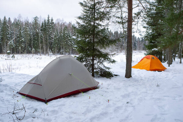 Grey and orange tents in snowy forest. Camp on winter nature. Huge trees.