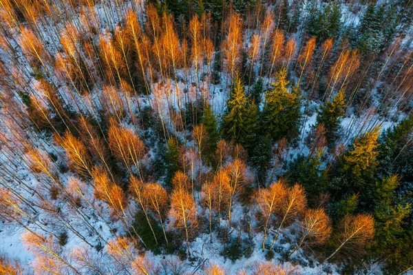 Vista Superior Floresta Pinhos Camisetas Nuas Luz Sol Paisagem Inverno — Fotografia de Stock