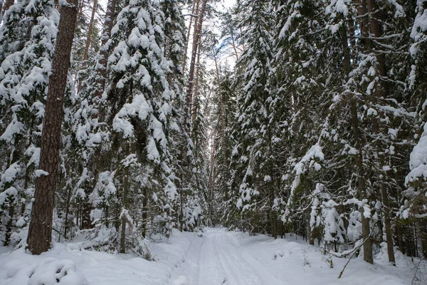 Прекрасный Зимний Пейзаж Снежный Лес Дорога Между Голыми Деревьями Деревьями — стоковое фото