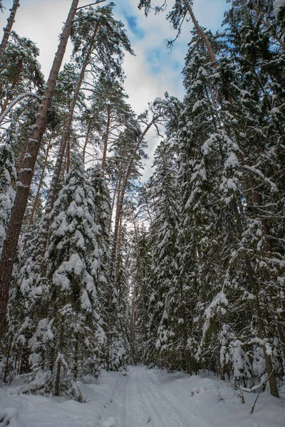 Hermoso Paisaje Invierno Bosque Nevado Carretera Entre Árboles Desnudos Abetos — Foto de Stock