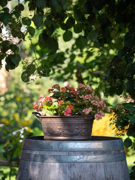 铜桶上的铜盆盛开的花朵 夏日花园 — 图库照片