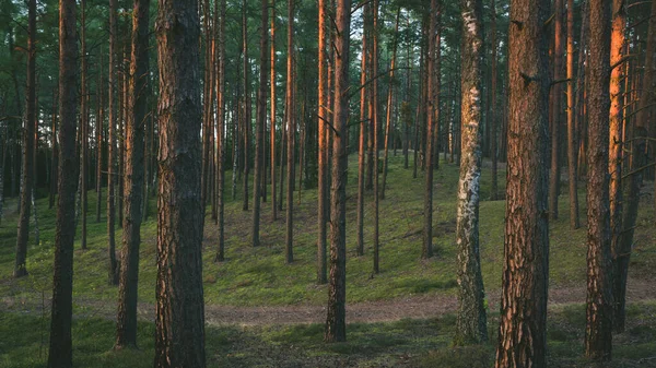 松林の風景です 木漏れ日 美しい自然 — ストック写真