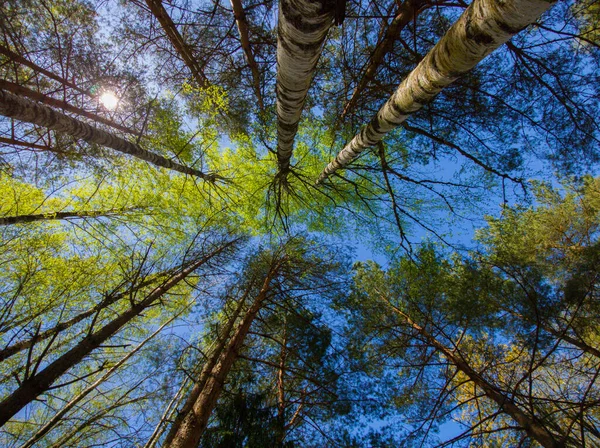 Hohe Bäume Blauer Himmel Ansicht Von Unten Schöne Natur — Stockfoto