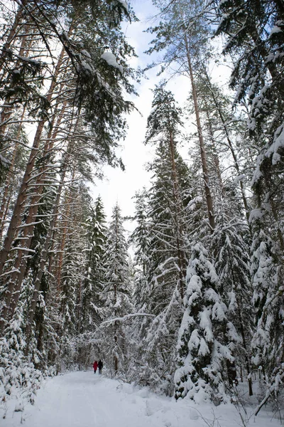 Hermoso Paisaje Invierno Bosque Nevado Personas Camino Entre Árboles Desnudos — Foto de Stock