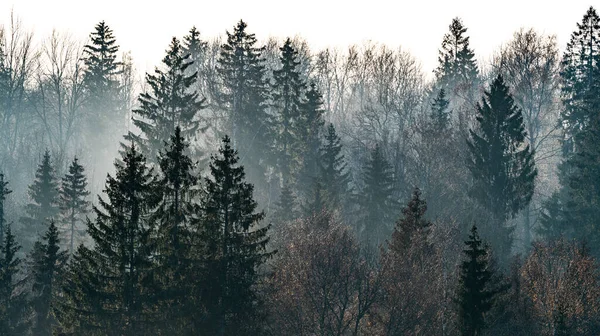 悲観的な霧の森 美しい秋の自然 神秘的な風景 — ストック写真