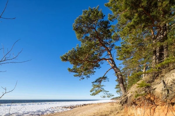 Bellissimo Paesaggio Del Mar Baltico Pini Sulla Spiaggia Sabbiosa Giornata — Foto Stock