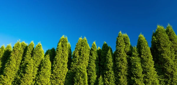 緑のユダヤ人 青い空だ 晴れた日 下の図 — ストック写真