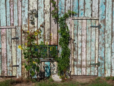 Bahçede sarmaşık ve yabani ayçiçekleriyle kaplanmış eski ahşap ahır.