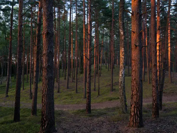 松林の風景です 木漏れ日 美しい自然 — ストック写真