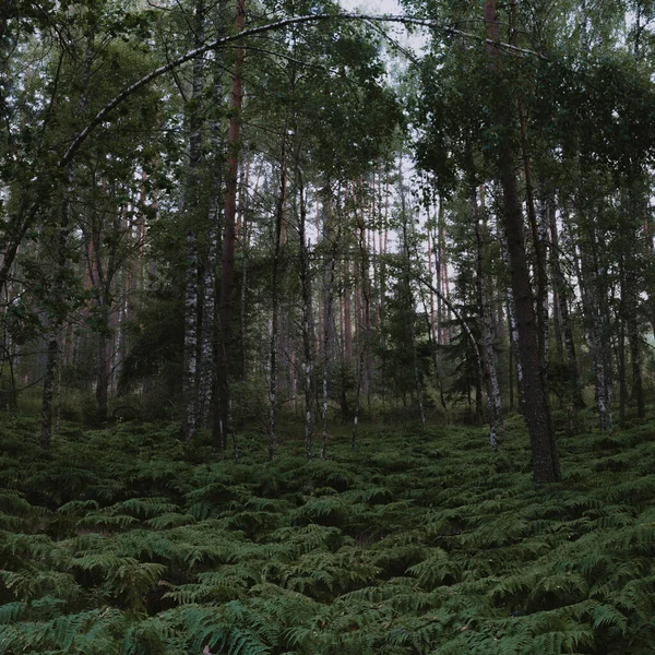 Fern Zarośla Dzikim Lesie Piękny Krajobraz Letniej Przyrody — Zdjęcie stockowe