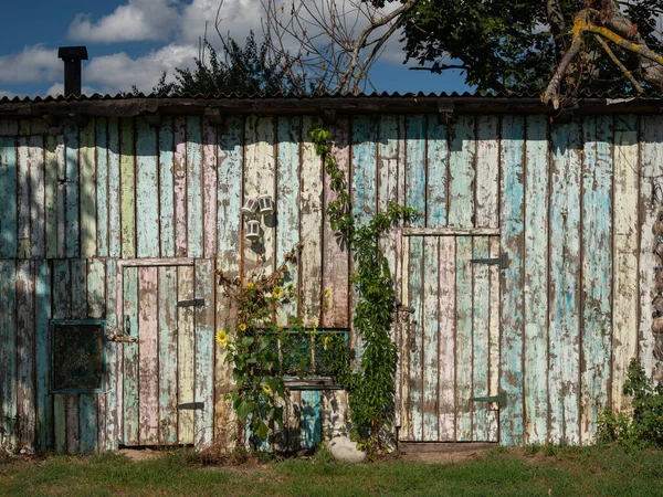 Bahçede sarmaşık ve yabani ayçiçekleriyle kaplanmış eski ahşap ahır.