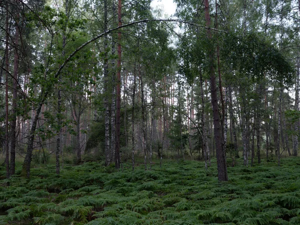 Boschi Felci Nella Foresta Selvaggia Bellissimo Paesaggio Della Natura Estiva — Foto Stock