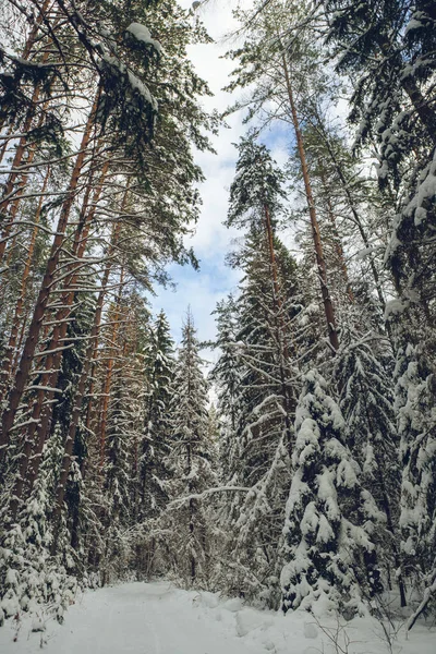 Hermoso Paisaje Invierno Bosque Nevado Carretera Entre Árboles Desnudos Abetos — Foto de Stock