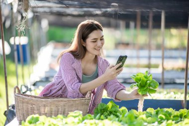 Güzel bir kadın çiftçi. Çatı katındaki seradan organik bitki kalitesini ve miktarını kontrol ediyor. Organik tarım planlıyorlar..
