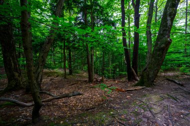 Chestnut Ridge Parkı Sonsuz Alev Şelaleleri Yolu