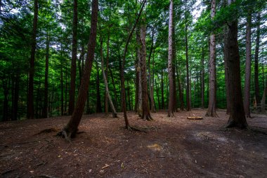 Chestnut Ridge Parkı Sonsuz Alev Şelaleleri Yolu