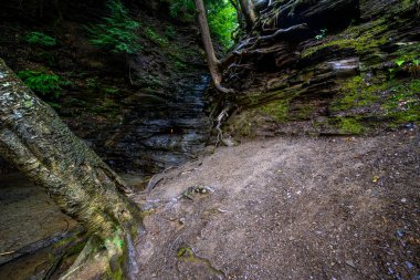 Chestnut Ridge Parkı Sonsuz Alev Şelaleleri Yolu