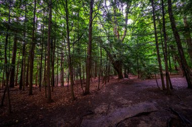 Chestnut Ridge Parkı Sonsuz Alev Şelaleleri Yolu