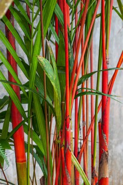 Kızıl Mühürlü Balmumu Palmiyeleri 'nin (Cyrtostachys Renda) kırmızı sapları ve yeşil yaprakları, Mart 2023, Bali, Endonezya